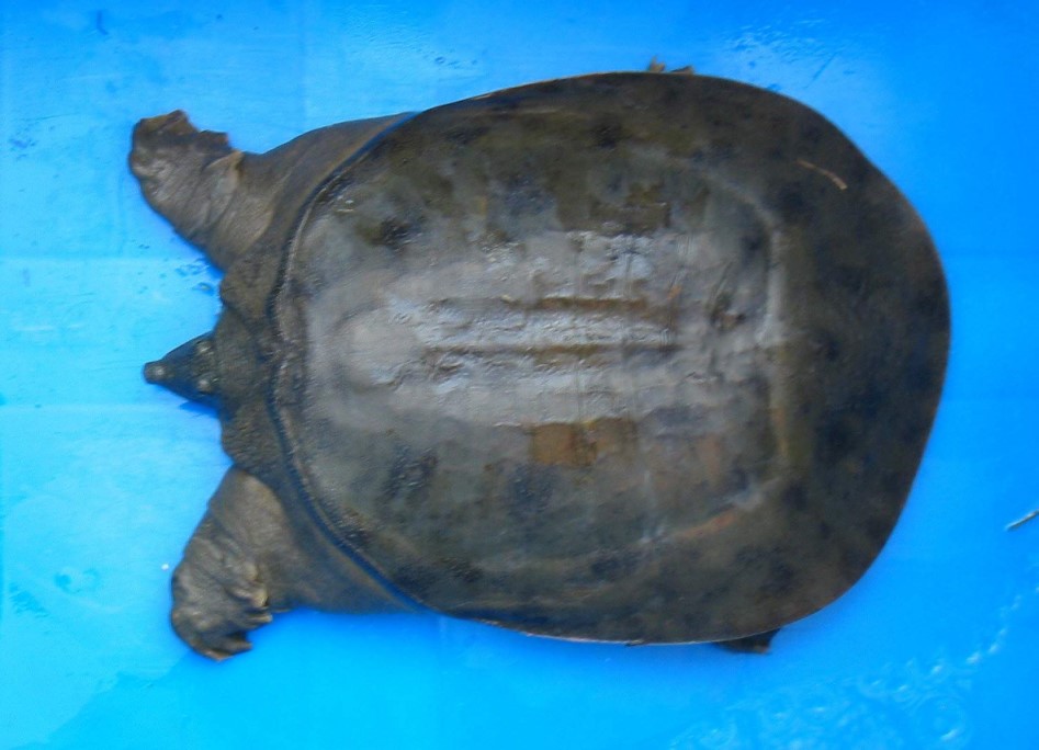 “寶應湖”野生中華鱉